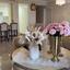 3 bedroom apartment for sale mouttalos paphos paphos 1838241 thumbnail 10047908