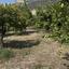 land for sale germasogeia limassol 8532341 thumbnail 17815005