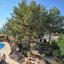 3 bedroom detached house for sale tala paphos 8736451 thumbnail 16348780
