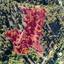 land for sale kakopetria nicosia 1638661 thumbnail 4154955