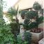 6 bedroom detached house for sale emba paphos 8360761 thumbnail 16305972