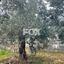 plot for sale silikou limassol 8981861 thumbnail 17945258
