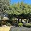 1 bedroom apartment for sale aphrodite hills paphos 8772171 thumbnail 16595740