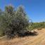 land for sale souni zanakia limassol 1735771 thumbnail 6605778