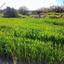 plot for sale agia varvara nicosias nicosia 1061971 thumbnail 16159260