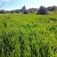 plot for sale agia varvara nicosias nicosia 1061971 thumbnail 16159266