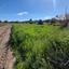 plot for sale agia varvara nicosias nicosia 1061971 thumbnail 16159267
