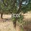 land for sale potamos germasogeias limassol 1146581 thumbnail 5509509