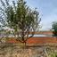 3 bedroom bungalow for sale ormideia larnaca 8087681 thumbnail 13143761