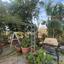 3 bedroom bungalow for sale ormideia larnaca 8087681 thumbnail 17426143