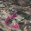 land for sale apsiou limassol 1070091 thumbnail 13346704