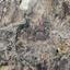 land for sale mitsero nicosia 7741191 thumbnail 10242648