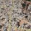 plot for sale avgorou famagusta 1791291 thumbnail 7243597