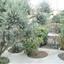 3 bedroom detached house for sale tersefanou larnaca 7870691 thumbnail 11378940