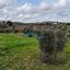 land for sale analiontas nicosia 1938691 thumbnail 7669020