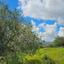 land for sale drynia paphos 8531991 thumbnail 16277465