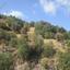 land for sale kallepeia paphos 8628991 thumbnail 15864696