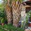 3 bedroom bungalow for sale meneou larnaca 9010002 thumbnail 18410360