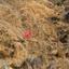 land for sale nata paphos 1279102 thumbnail 15599351