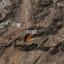 land for sale peyia paphos 1161102 thumbnail 10031783