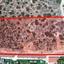 land for sale pissouri limassol 1525502 thumbnail 14025598