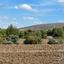 land for sale mitsero nicosia 1638602 thumbnail 15598094