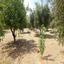 land for sale klirou nicosia 1511802 thumbnail 16168558