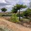 land for sale klirou nicosia 1511802 thumbnail 16168577