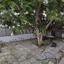 3 bedroom semi detached house off market kallithea nicosia 7759902 thumbnail 10339151