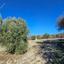 land for sale lemona paphos 8433902 thumbnail 15594917