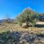 land for sale lemona paphos 8433902 thumbnail 15594918