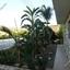 6 bedroom detached house for sale alethriko larnaca 7871212 thumbnail 11380309
