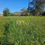 land for sale asgata limassol 8890412 thumbnail 17319701