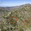 plot for sale sykopetra limassol 7871412 thumbnail 15884539