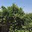 2 bedroom apartment for rent katholiki limassol 8798812 thumbnail 17582799