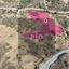 land for sale pano pyrgos nicosia 8275022 thumbnail 15157022