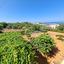 5 bedroom detached house for sale chlorakas paphos 8946122 thumbnail 17699288