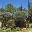 4 bedroom detached house for sale aphrodite hills paphos 8687522 thumbnail 16337510
