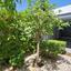 4 bedroom detached house for sale livadia larnacas larnaca 1196622 thumbnail 5599243