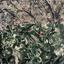 land for sale kallepeia paphos 7533132 thumbnail 15596862