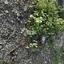 plot for sale anarita paphos 1270132 thumbnail 15924780