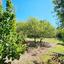 3 bedroom linked detached house for sale pano arodes paphos 8755332 thumbnail 16513488