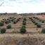 land for sale pera orinis nicosia 8139332 thumbnail 15907238