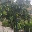 3 bedroom bungalow for sale ora larnaca 8692932 thumbnail 17210621
