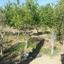 4 bedroom detached house for sale parekklisia limassol 1680242 thumbnail 4366343