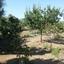 4 bedroom detached house for sale parekklisia limassol 1680242 thumbnail 4366344