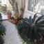 6 bedroom detached house for sale omonoia limassol 979442 thumbnail 6236803
