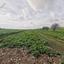land for sale konia paphos 1355542 thumbnail 11365336