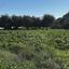 land for sale protaras famagusta 1659552 thumbnail 7243153