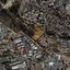 land for sale agia fyla limassol 1735852 thumbnail 7658278
